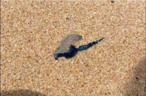 Phuket Beaches Issue Warning of Portuguese Man O’ War