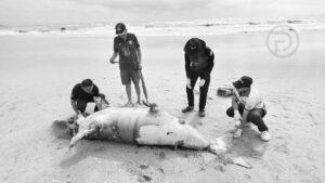 Dugong Found Dead on Phang Nga Beach