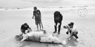 Dugong Found Dead on Phang Nga Beach