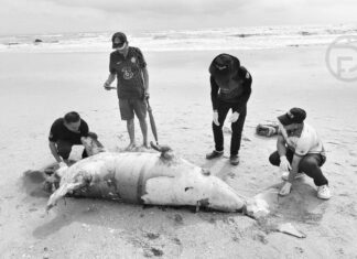 Un dugong retrouvé mort sur la plage de Phang Nga