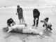 Dugong Found Dead on Phang Nga Beach