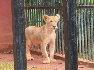 Zoo in Krabi Raided Due to Suspected Israeli Owners Using Nominees Illegally