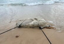 Mystery Marine Animal Found Washed Ashore in Phuket