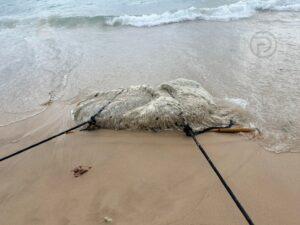 Mystery Marine Animal Found Washed Ashore in Phuket