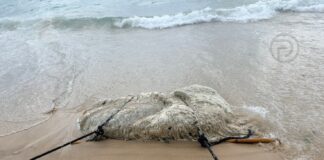 Mystery Marine Animal Found Washed Ashore in Phuket