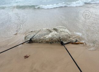 Un animal marin mystérieux s'est échoué sur une plage de Phuket.