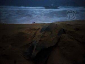 Leatherback Turtle Returns to Nest on Visakha Bucha Night 