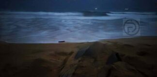 Leatherback Turtle Returns to Nest on Visakha Bucha Night