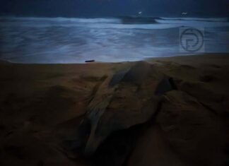 Leatherback Turtle Returns to Nest on Visakha Bucha Night