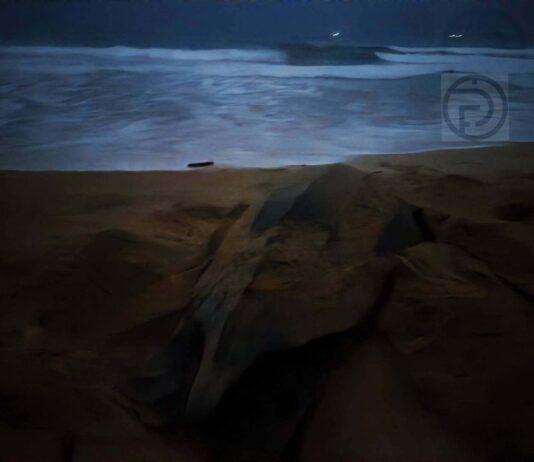 La tortue luth retourne à son nid la nuit de Visakha Bucha