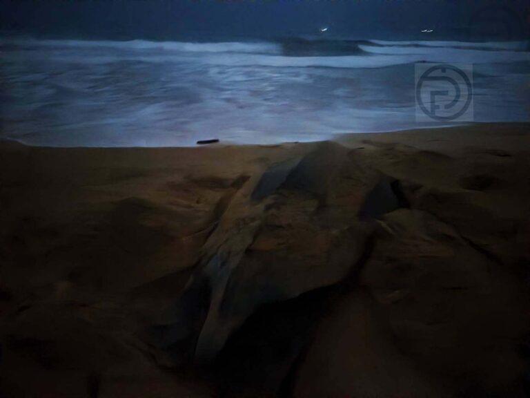 La tortue luth retourne à son nid la nuit de Visakha Bucha