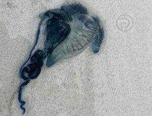 Authorities Raise Red Flag Warning after Portuguese Man-of-War Sighting in Krabi