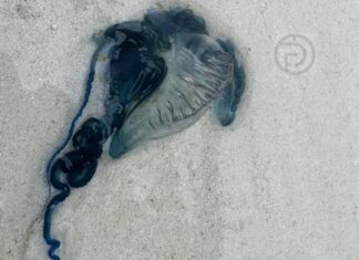 Authorities Raise Red Flag Warning after Portuguese Man-of-War Sighting in Krabi