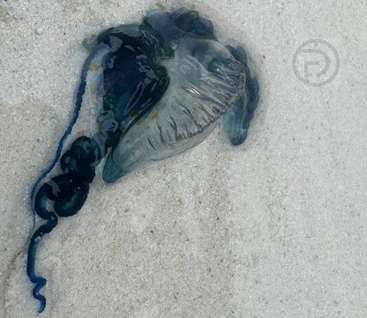 Authorities Raise Red Flag Warning after Portuguese Man-of-War Sighting in Krabi