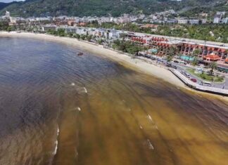Municipality Clarifies after Sea Turns Black at Patong Beach