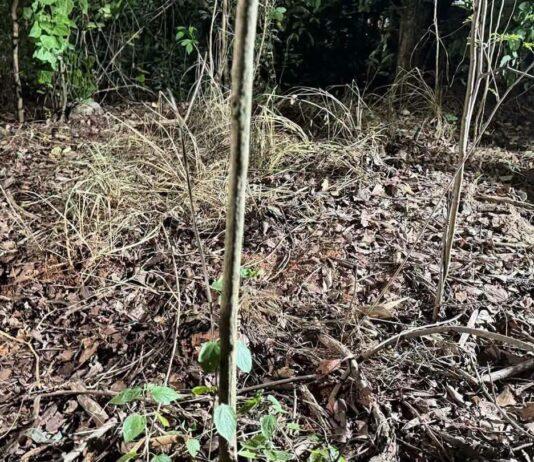 Main Suspect in Alleged Murder of Russian Siblings Brings Police to Burial Site Near Pattaya