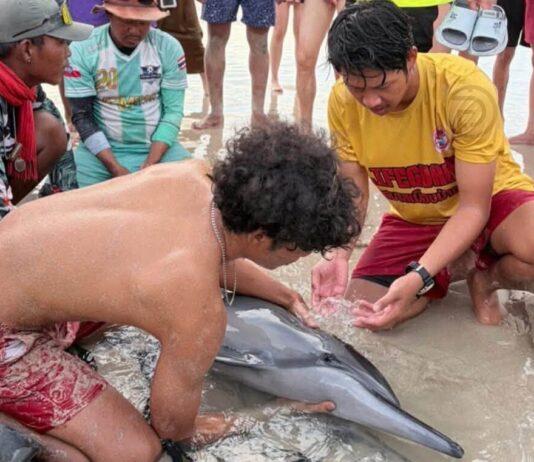 Dolphin Rescued After Being Stranded on Patong Beach