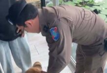 Police Inspect Phuket’s “Lion Cafe” After Viral Attack Rumor, Find Alleged Attacks Not Accurate
