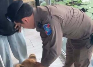 Police Inspect Phuket’s “Lion Cafe” After Viral Attack Rumor, Find Alleged Attacks Not Accurate