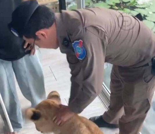 Police Inspect Phuket’s “Lion Cafe” After Viral Attack Rumor, Find Alleged Attacks Not Accurate